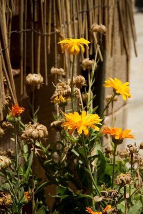 Apartamento Ierapetra Garden House Exterior foto